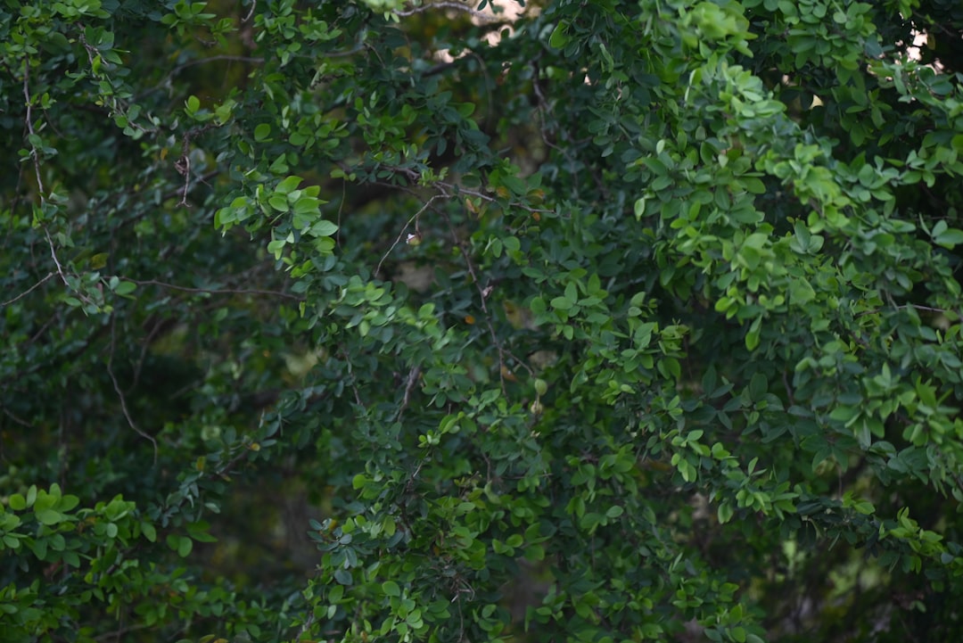 Exploring the Benefits of Salvinia auriculata