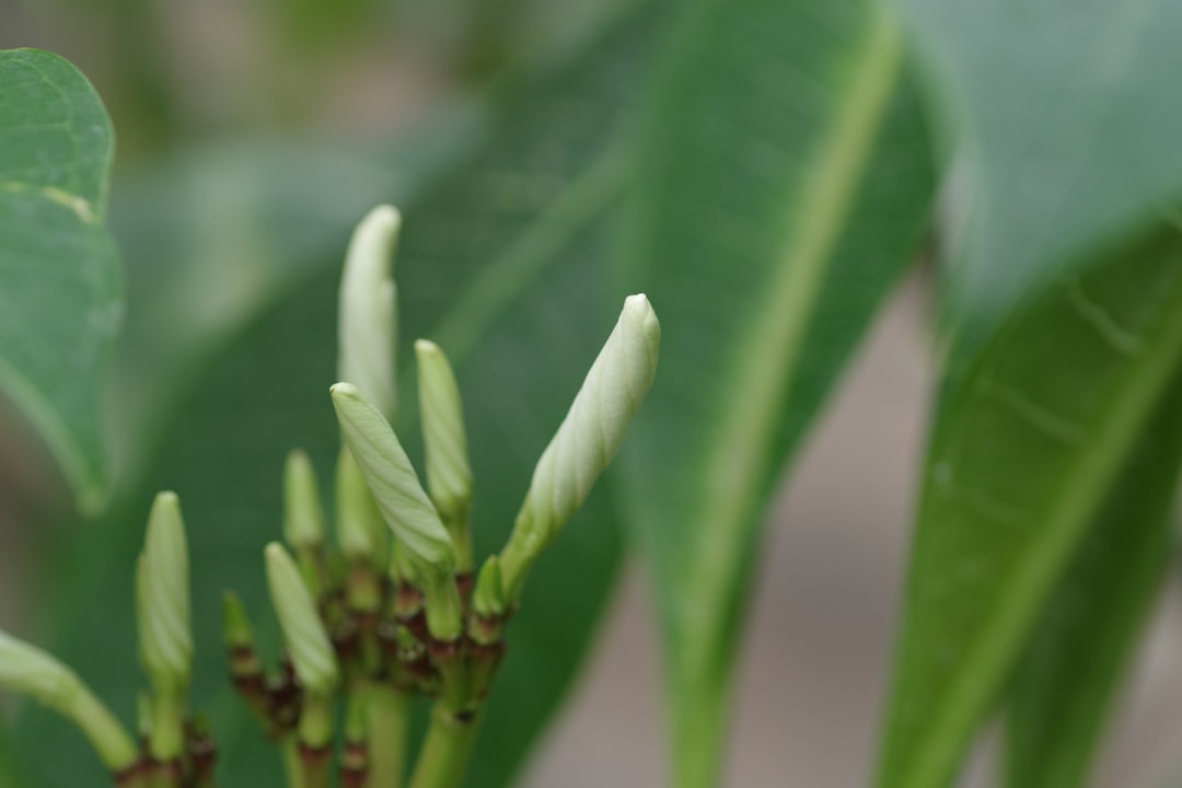 Discovering the Benefits of Azolla nilotica