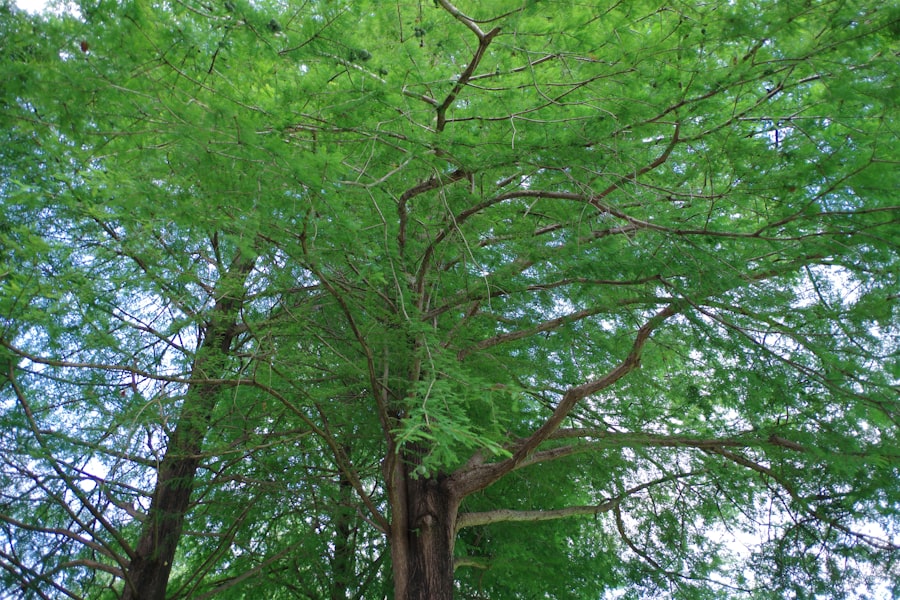 Photo Cape Tree Fern