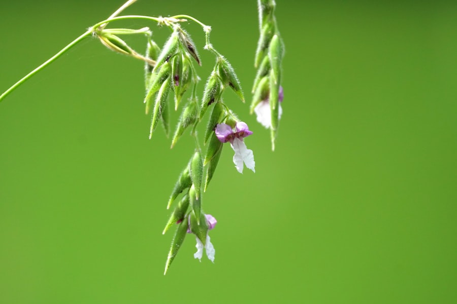 Ophioglossum pendulum