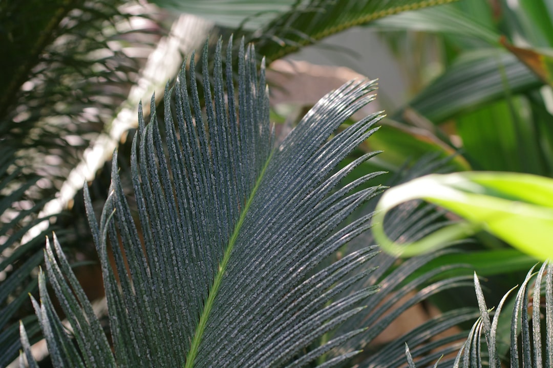 Exploring the Unique Beauty of Dicksonia youngiae