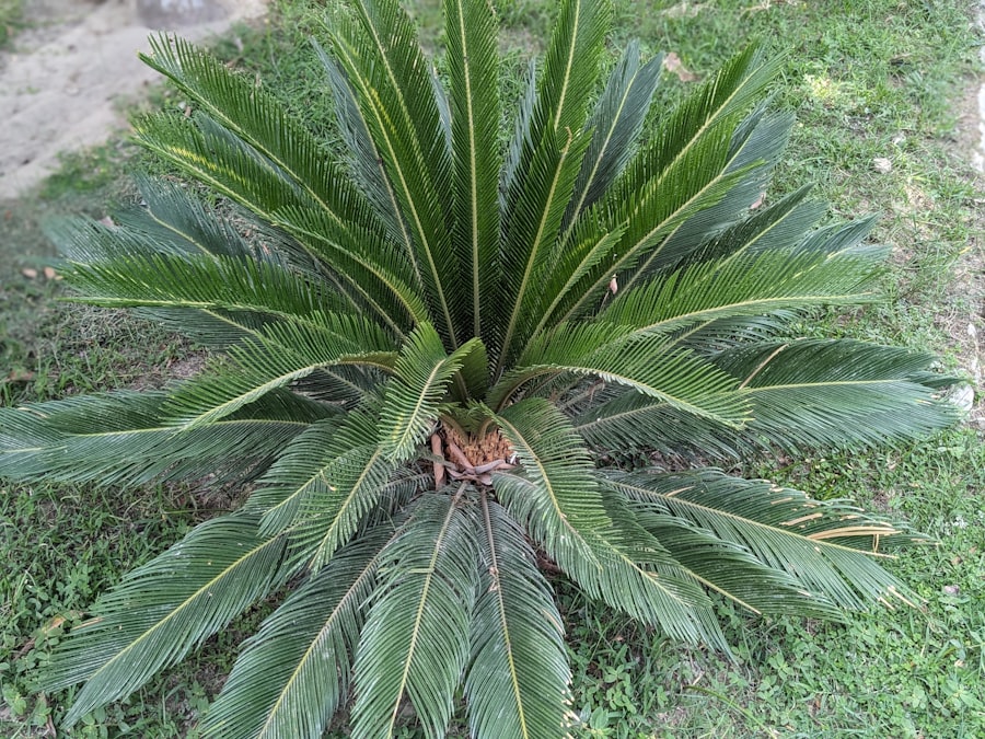 Photo Dicksonia youngiae