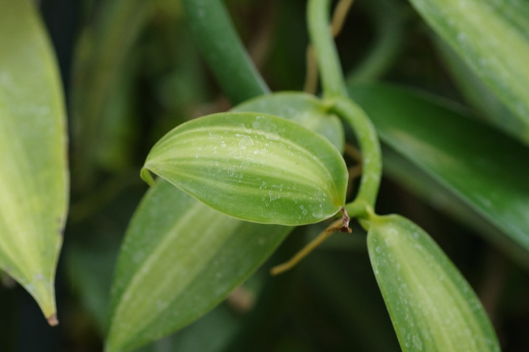 The Enigmatic Ophioglossum pendulum: A Fascinating Fern