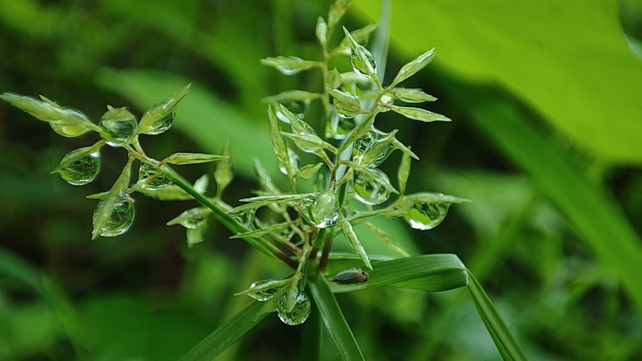 Photo Ophioglossum pendulum