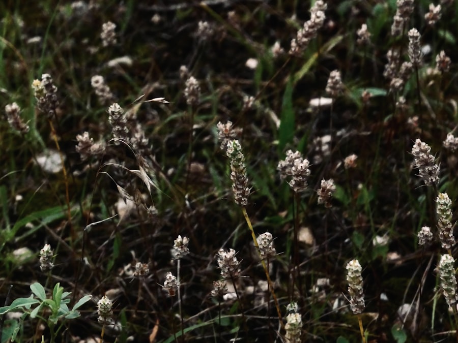 Helminthostachys zeylanica
