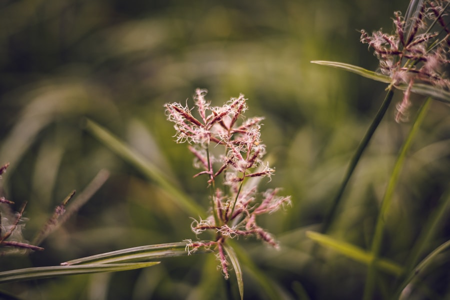 Ophioglossum simplex