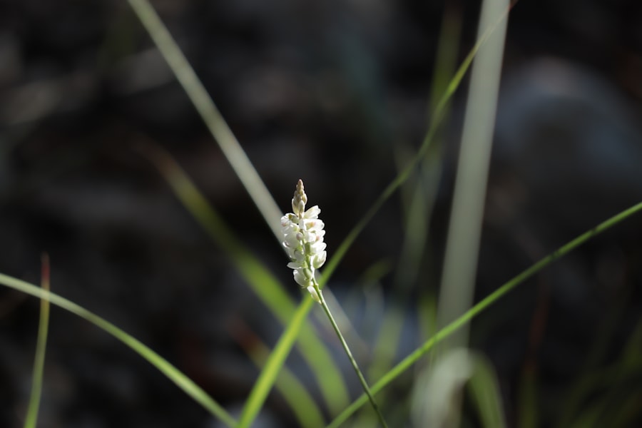 Photo Ophioglossum simplex