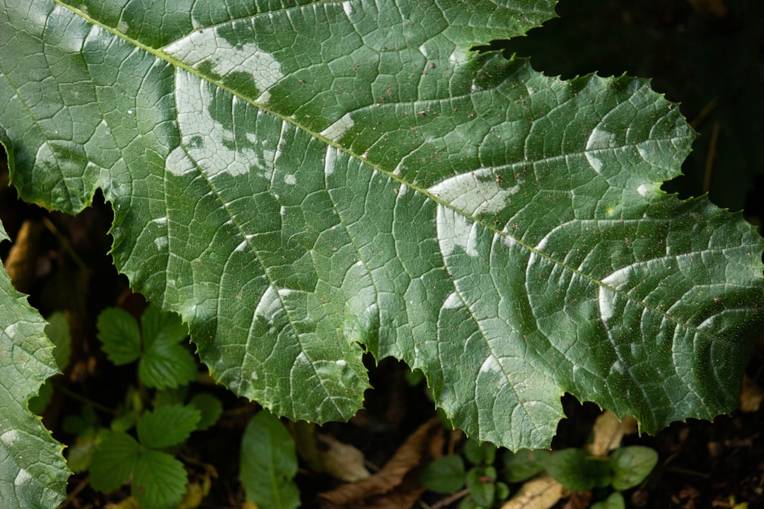 The Intriguing Botrychium virginianum: A Closer Look