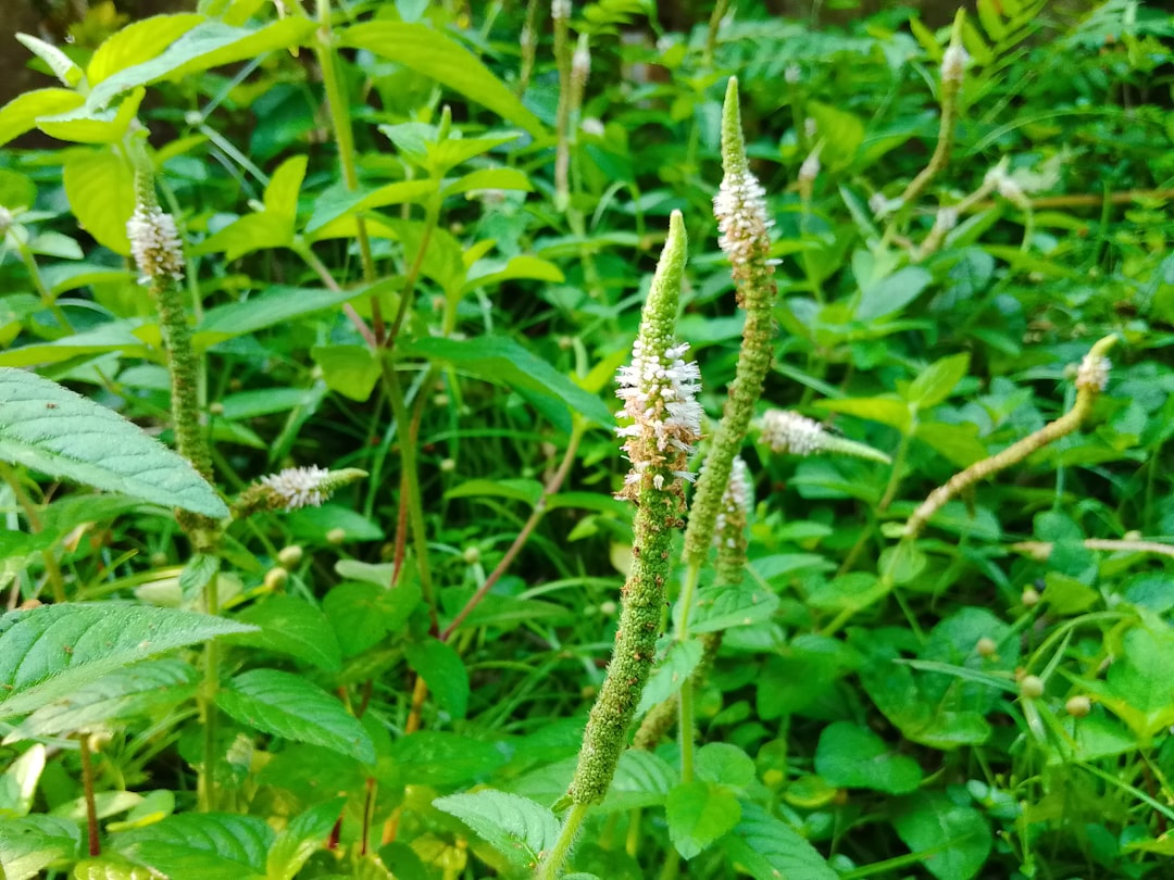 Uncovering the Mysteries of Helminthostachys zeylanica