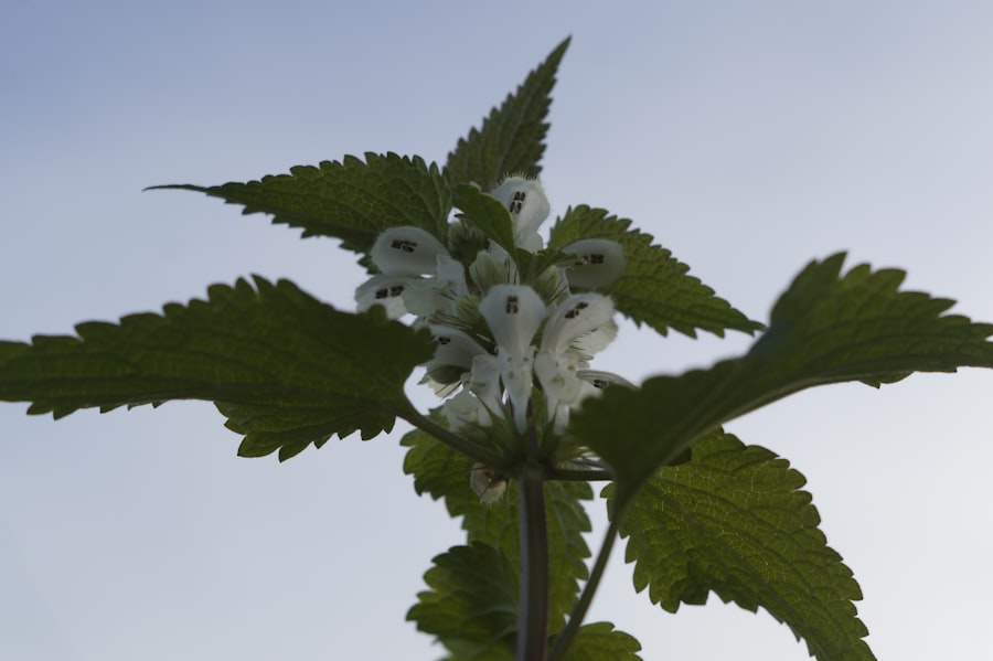 Photo Helminthostachys zeylanica