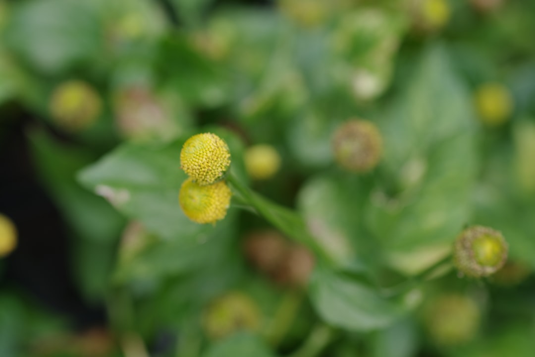 Discover the Beauty of Microsorum thailandicum (Blue Fern)