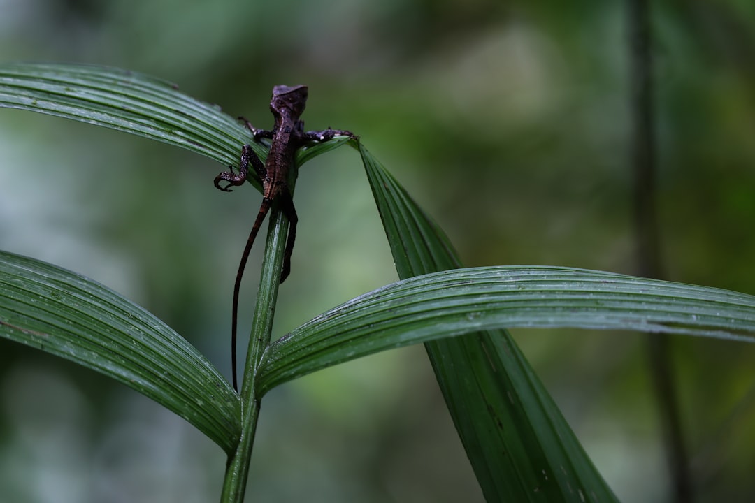 The Unique Characteristics of Ophioglossum simplex