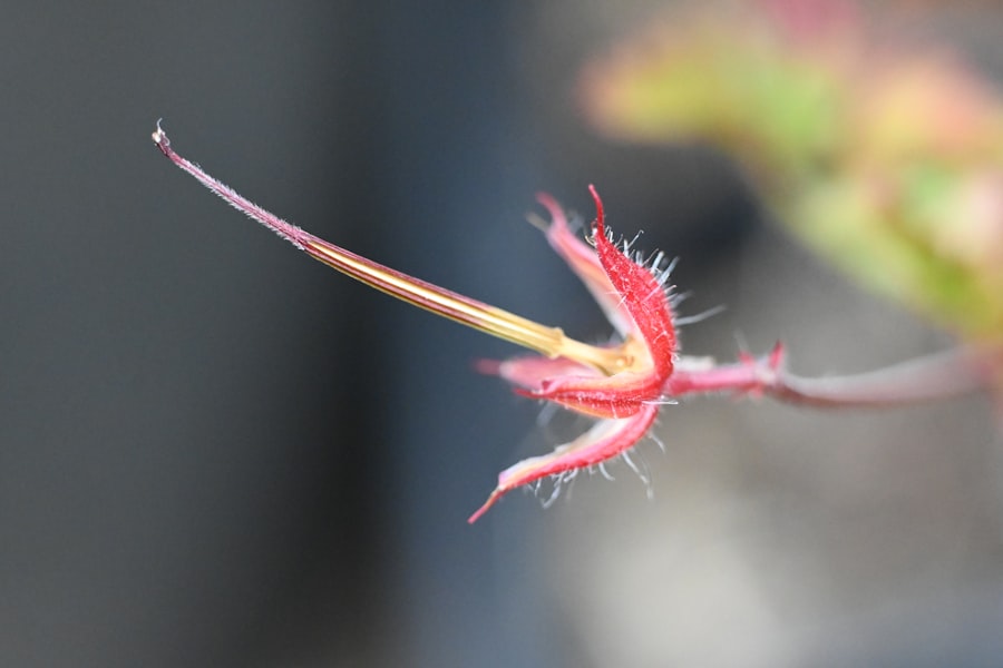 Hymenophyllum recurvum