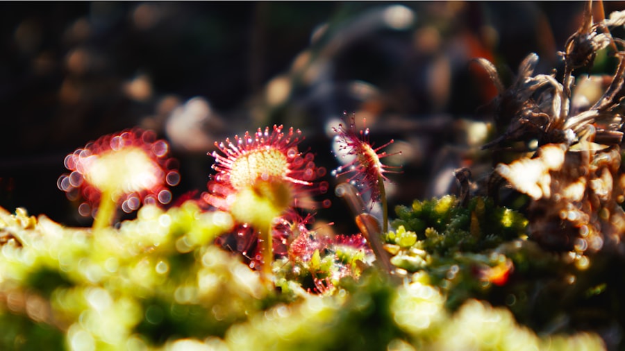 Photo Hymenophyllum recurvum