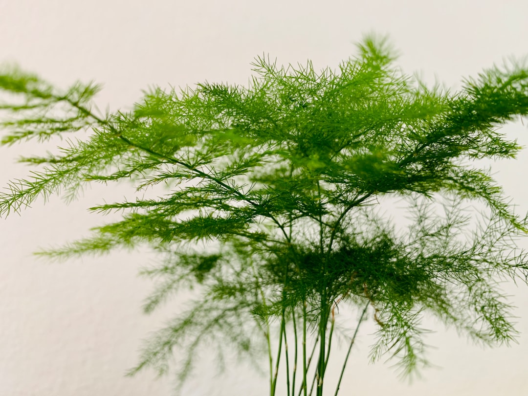 Exploring the Invasive Nature of Lygodium Flexuosum