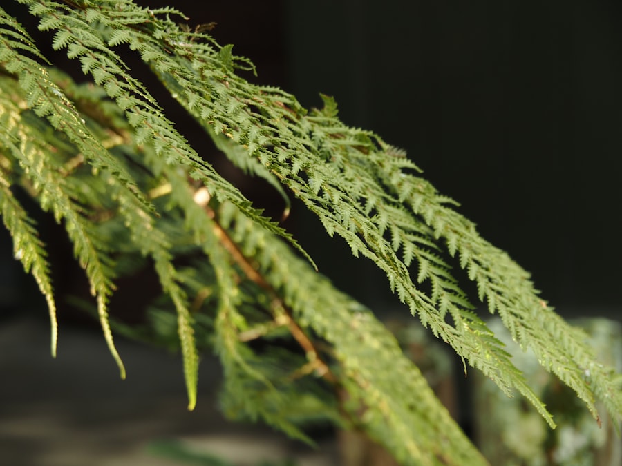 Photo Lygodium flexuosum