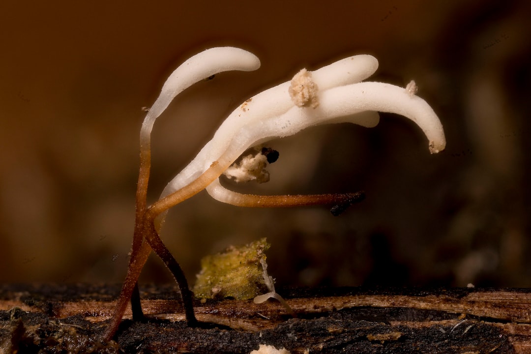 Exploring the Enchanting Hymenophyllum recurvum
