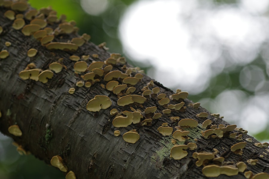 Trichomanes reniforme
