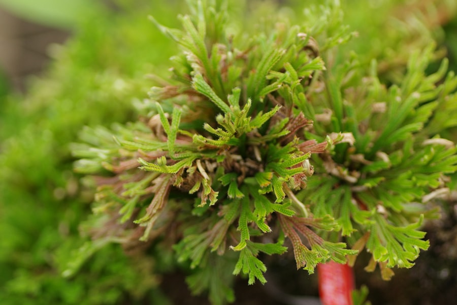 Asplenium bulbiferum