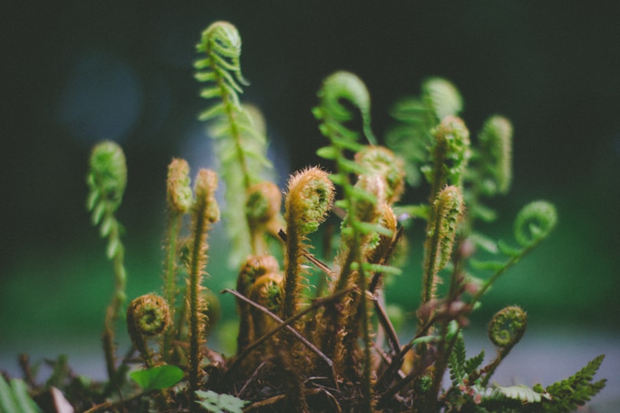 Shoestring Fern