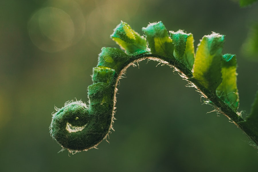 Photo Shoestring Fern