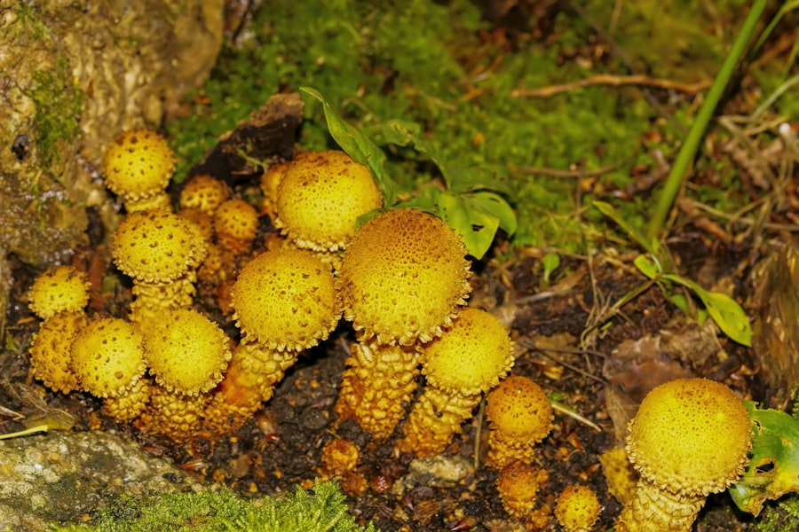 Photo Trichomanes reniforme