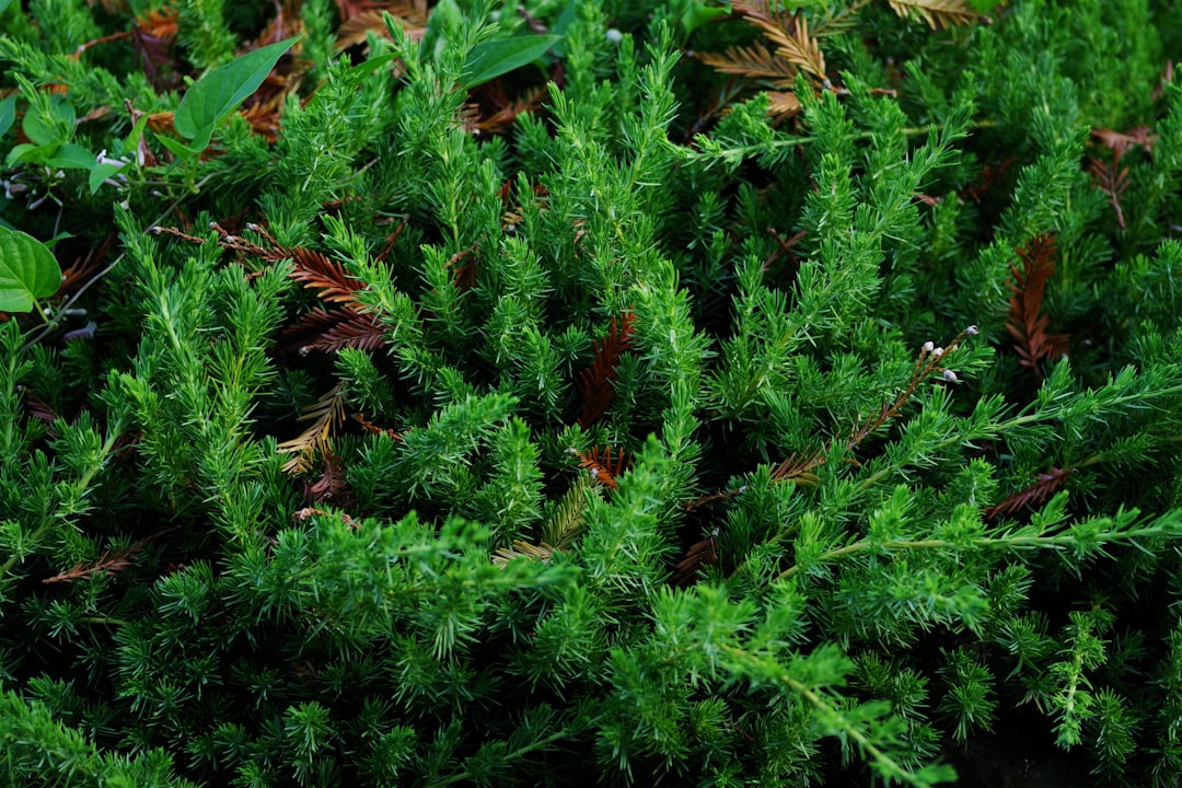 Growing Asplenium bulbiferum: A Guide to Mother Spleenwort