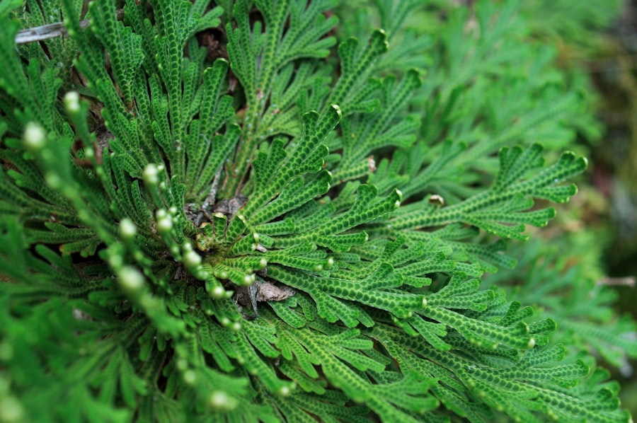 Photo Asplenium bulbiferum