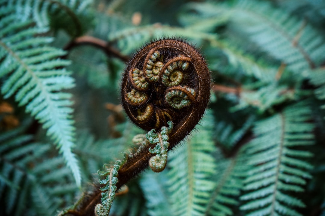 The Delicate Beauty of Vittaria lineata: A Guide to Shoestring Fern Care