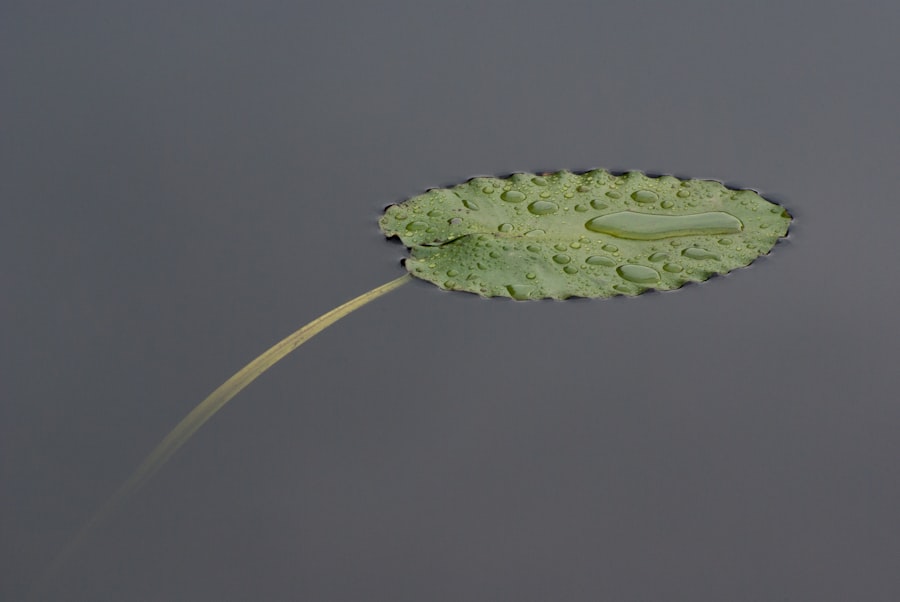 Pleurosorus rutifolius