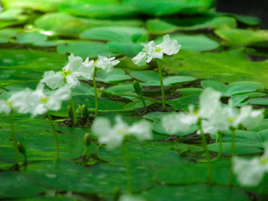 Unveiling the Beauty of Pleurosorus rutifolius
