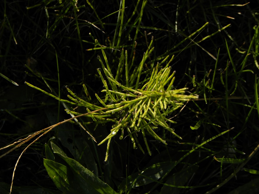 Photo Pleurosorus rutifolius
