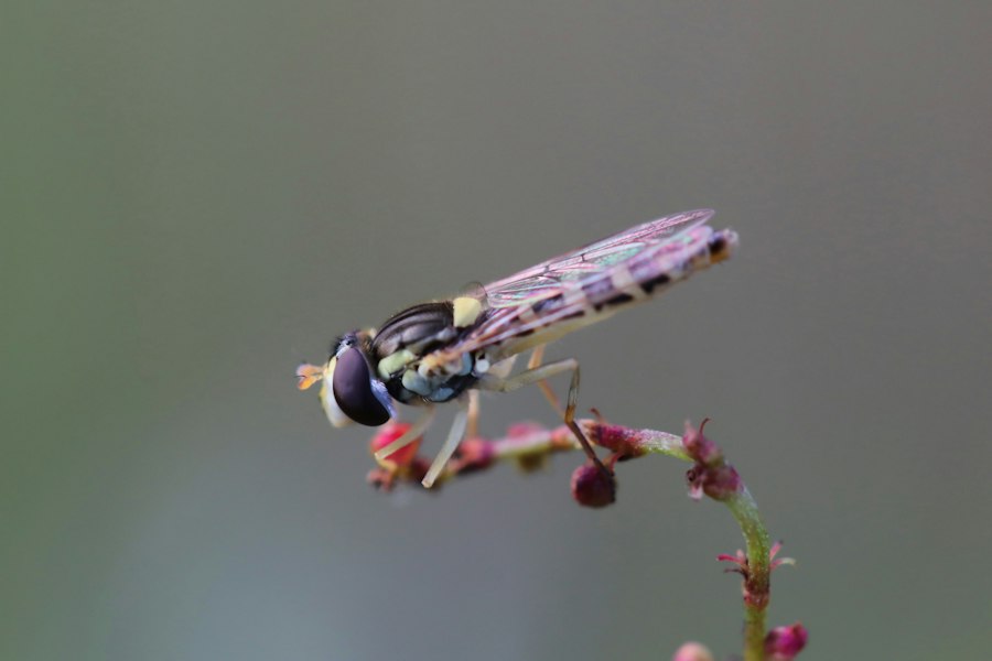 Photo Thelypteris interrupta