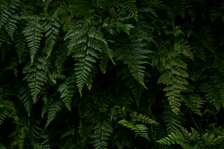 Photo Thelypteris kunthii fern