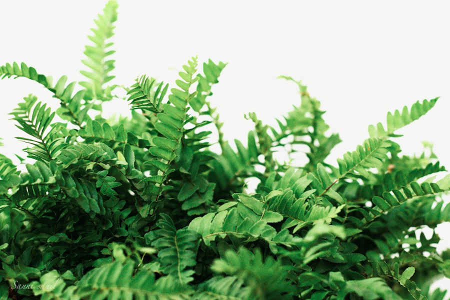 Odontosoria chinensis fern
