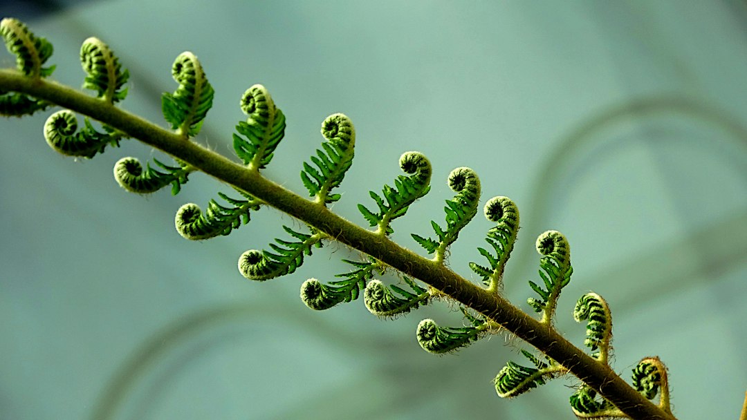 Discovering Pellaea calomelanos: A Unique Fern Species Explained