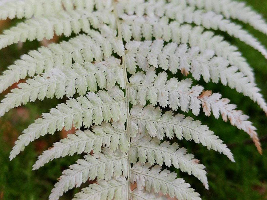 Photo Pellaea calomelanos fern