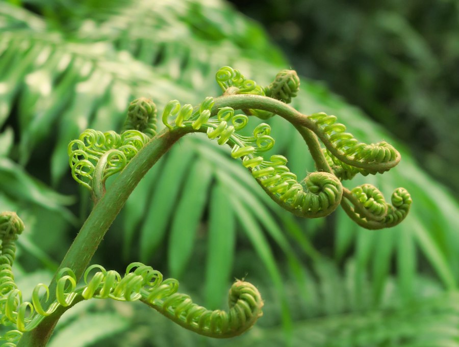 Pellaea calomelanos fern