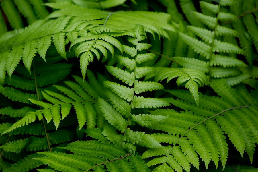 Thelypteris kunthii fern