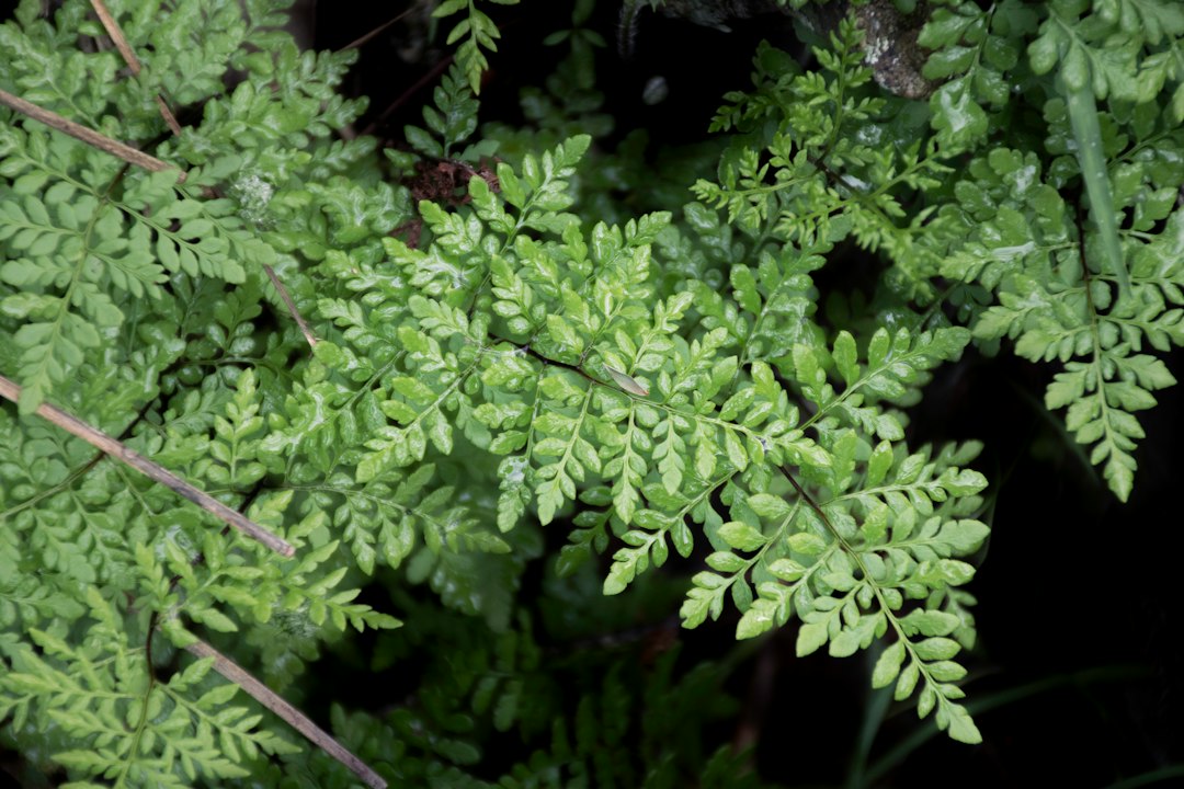 Photo Anemia phyllitidis fern