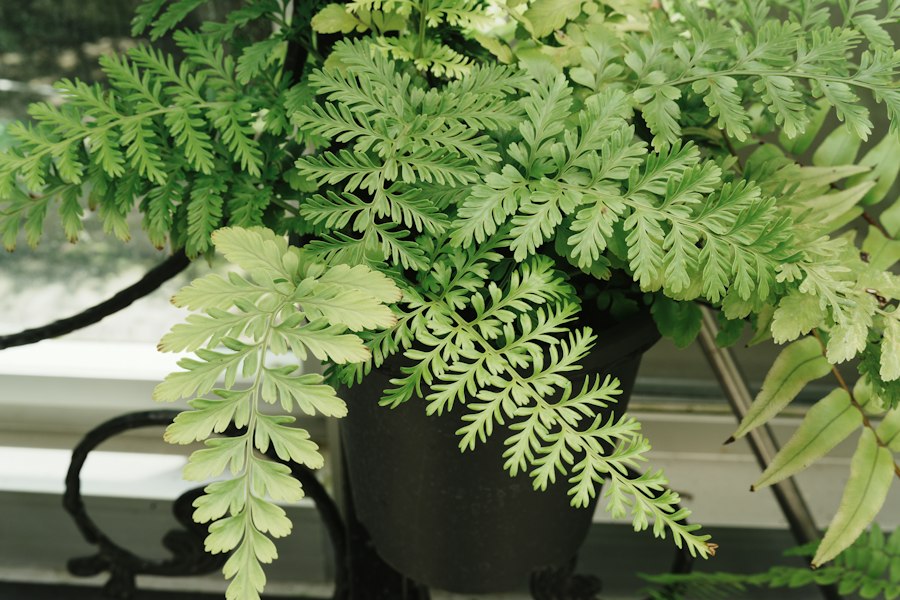 Photo Anemia phyllitidis fern