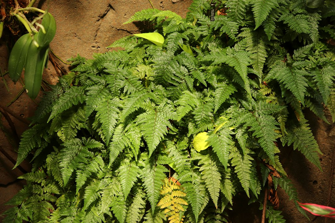 Photo Dennstaedtia cicutaria fern