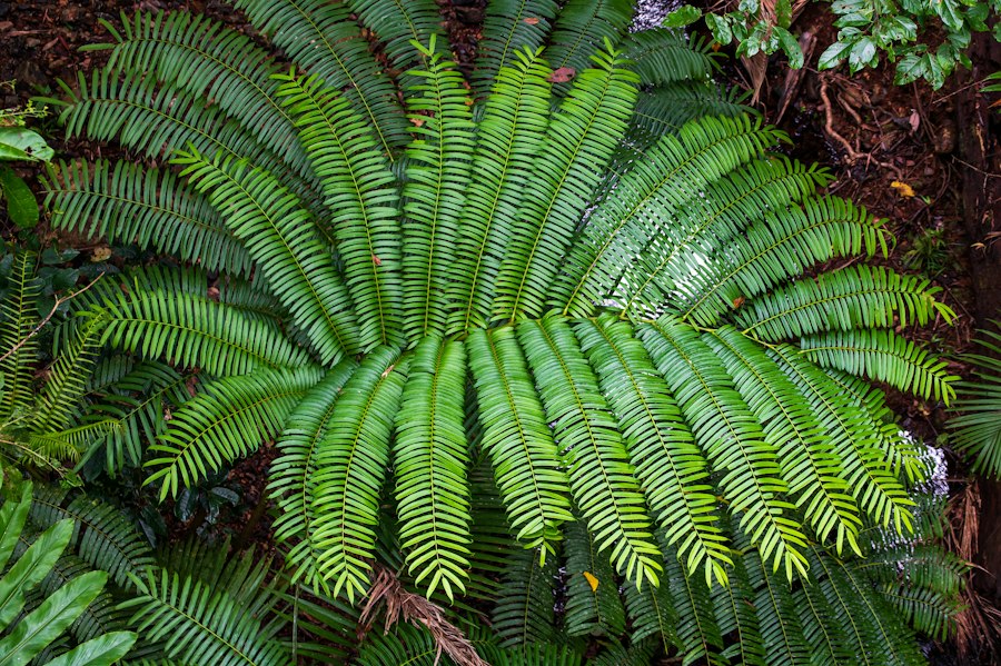 Photo Dennstaedtia cicutaria fern