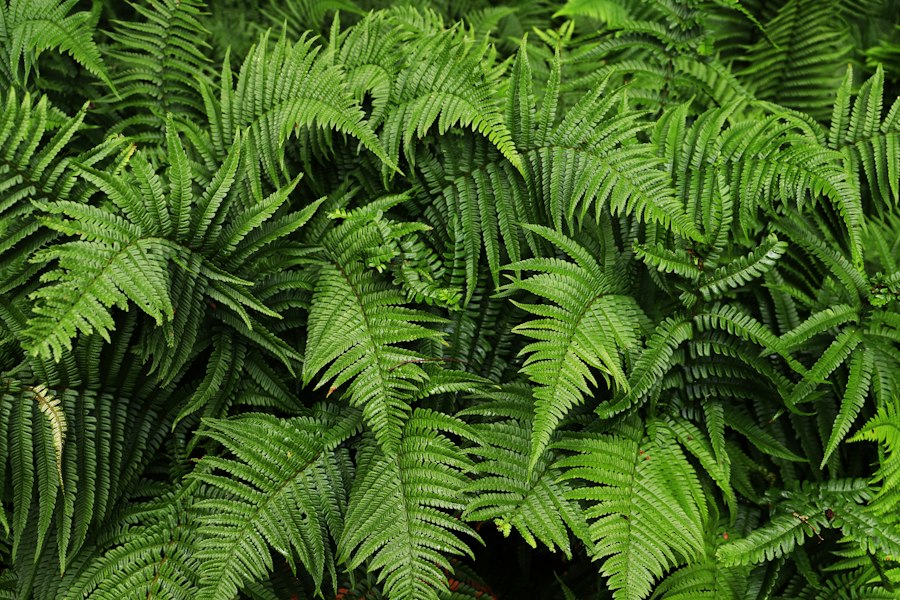 Dennstaedtia cicutaria fern