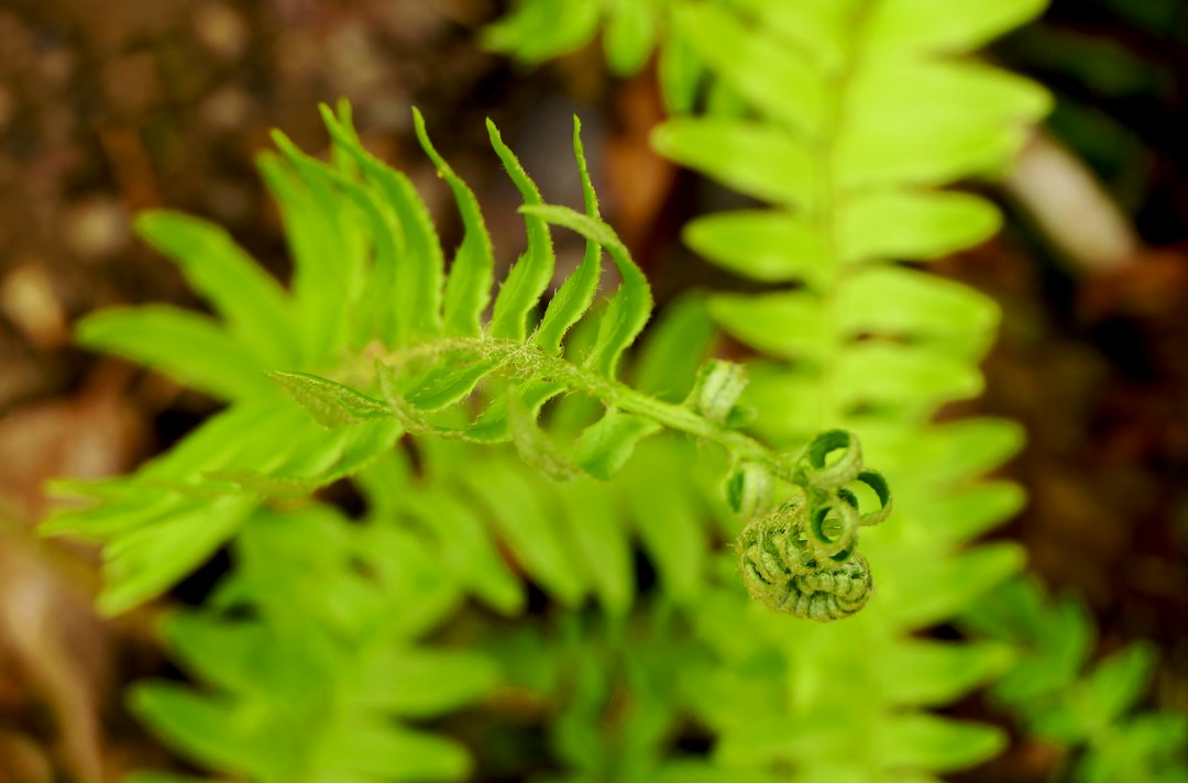 Thelypteris kunthii: Exploring the Unique Fern Species and Habitat